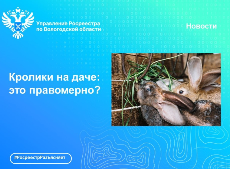 Можно ли разводить кроликов на даче: отвечает Вологодский Росреестр. Можно ли разводить кроликов на даче: отвечает Вологодский Росреестр.